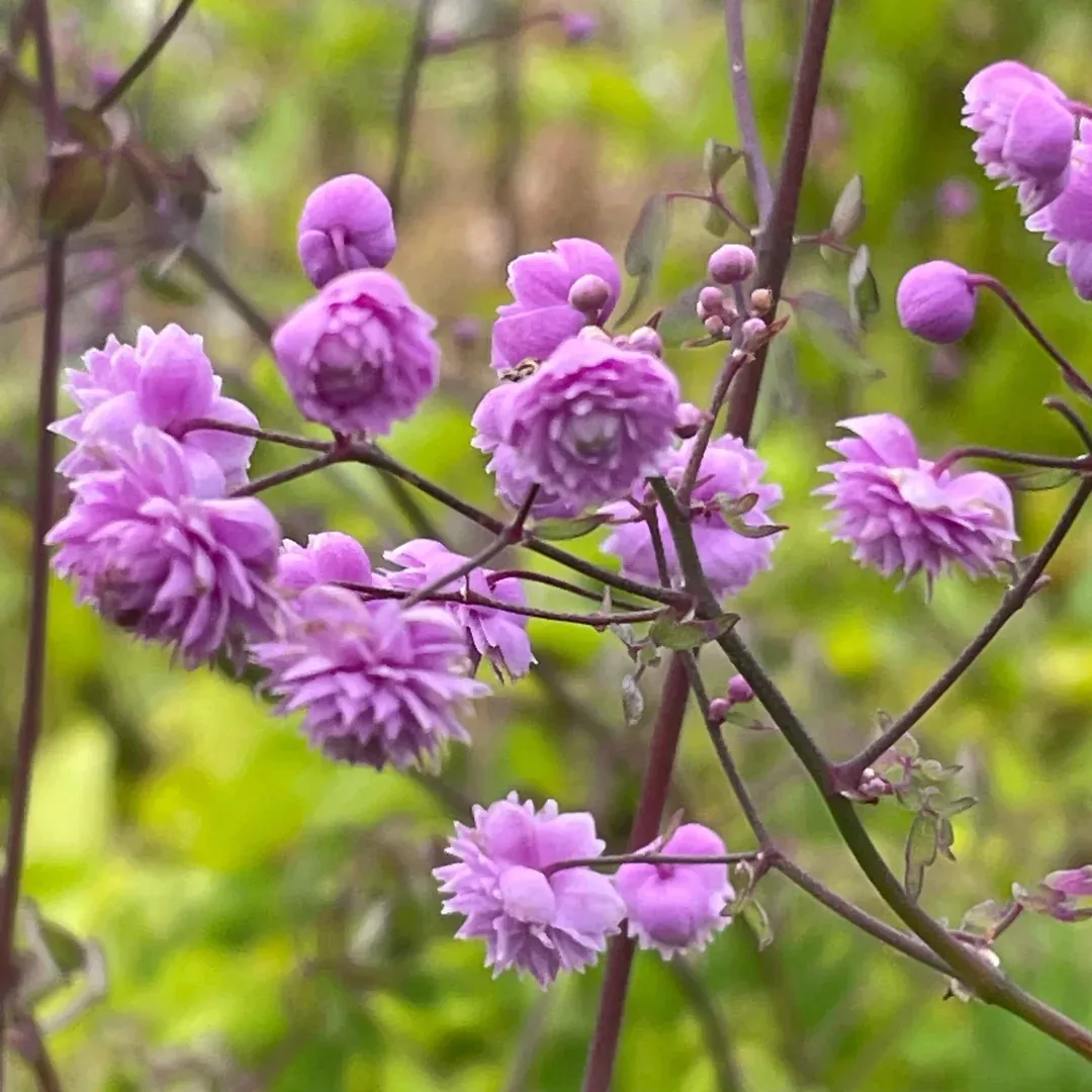Thalictrum 'Hewitt's Double'