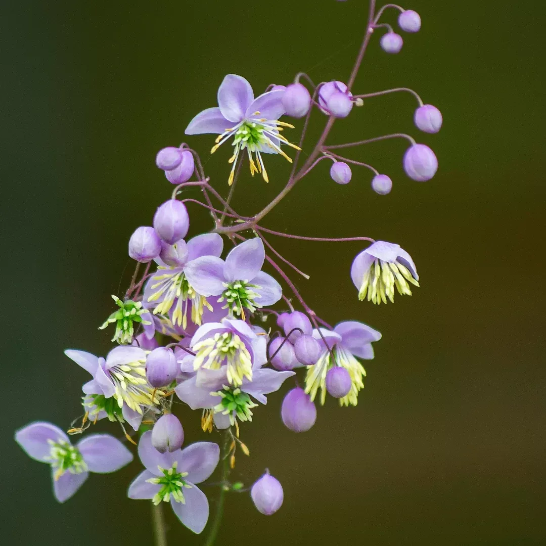 Thalictrum 'Lavender Mist'