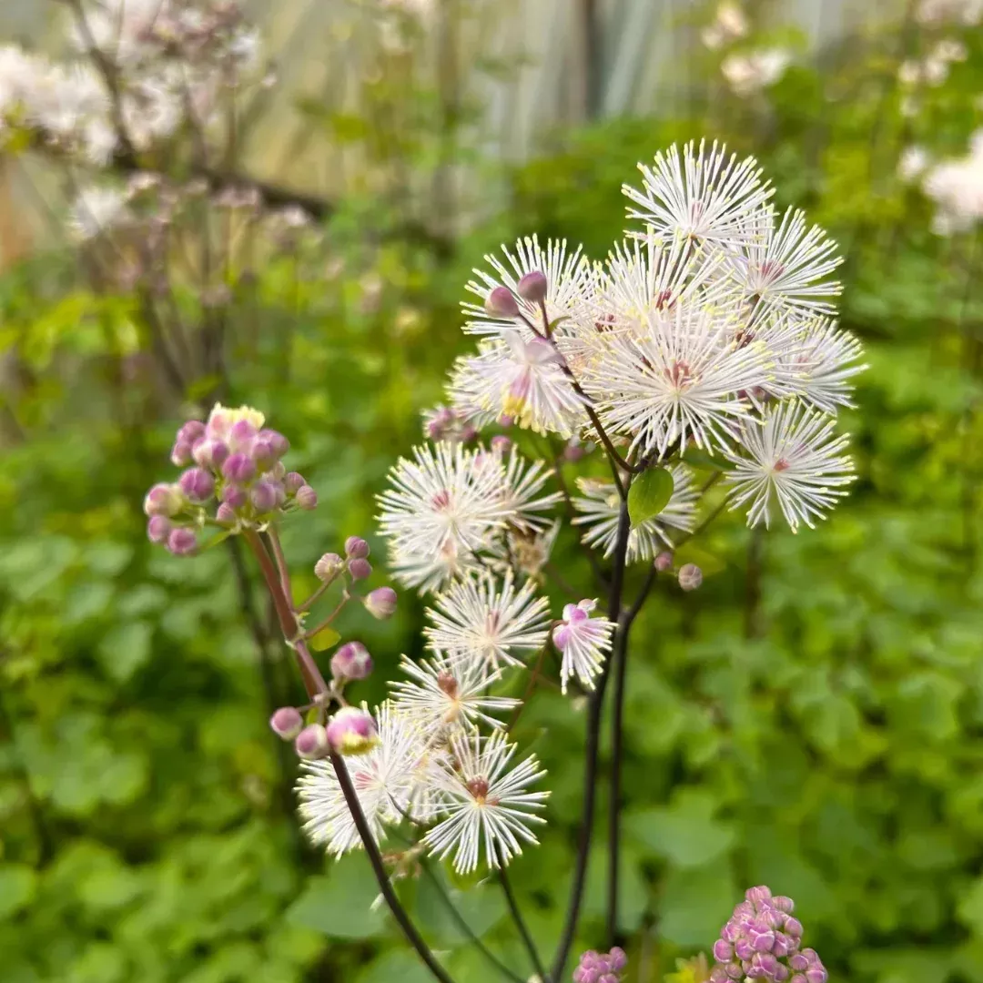 Thalictrum 'Nimbus White'