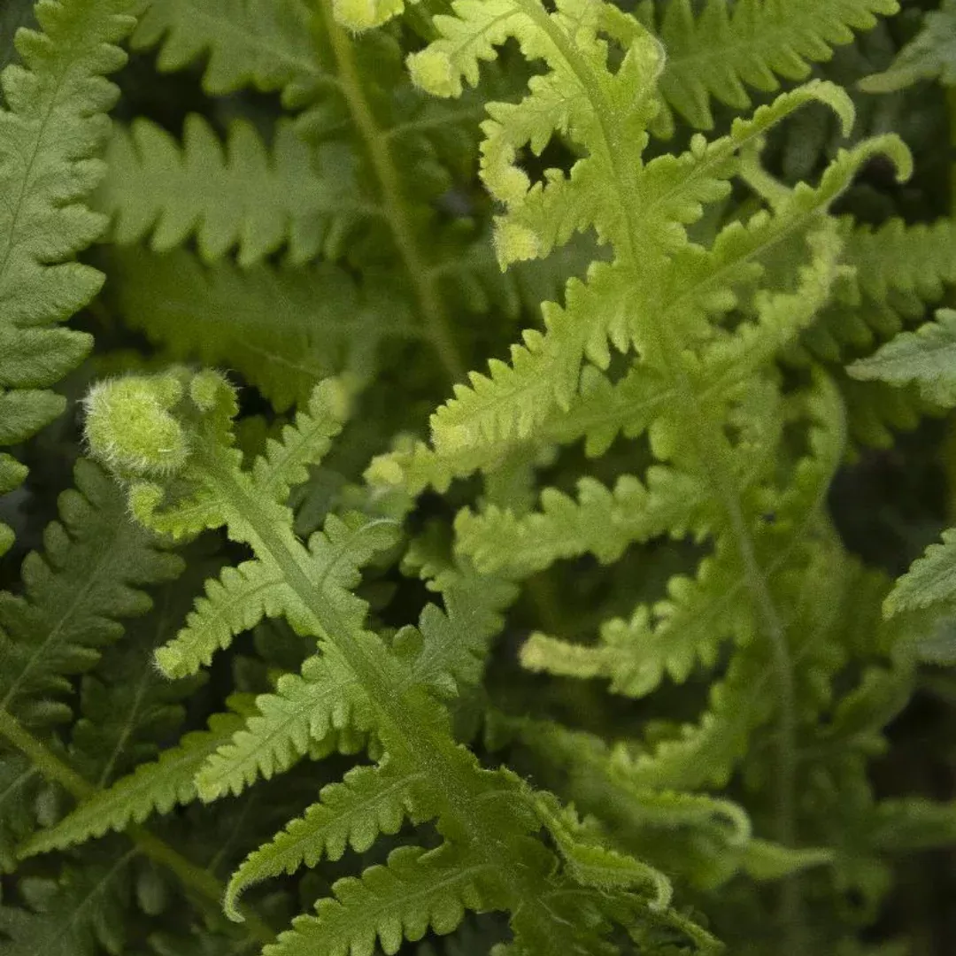 Thelypteris 'Japanese Beech Fern'