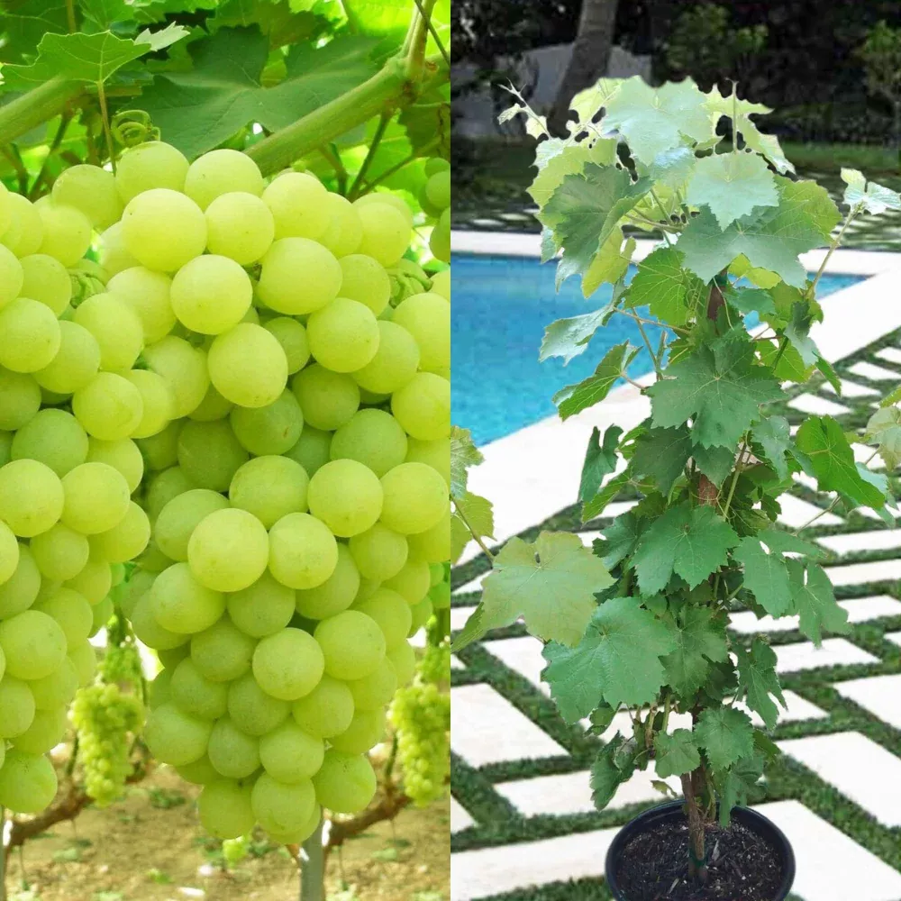 Thompson Seedless Grape Vine Fruit Tree (3~4 Feet Height)