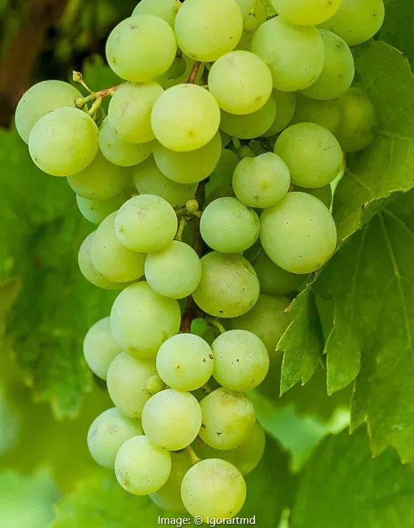 Thompson Seedless Grape