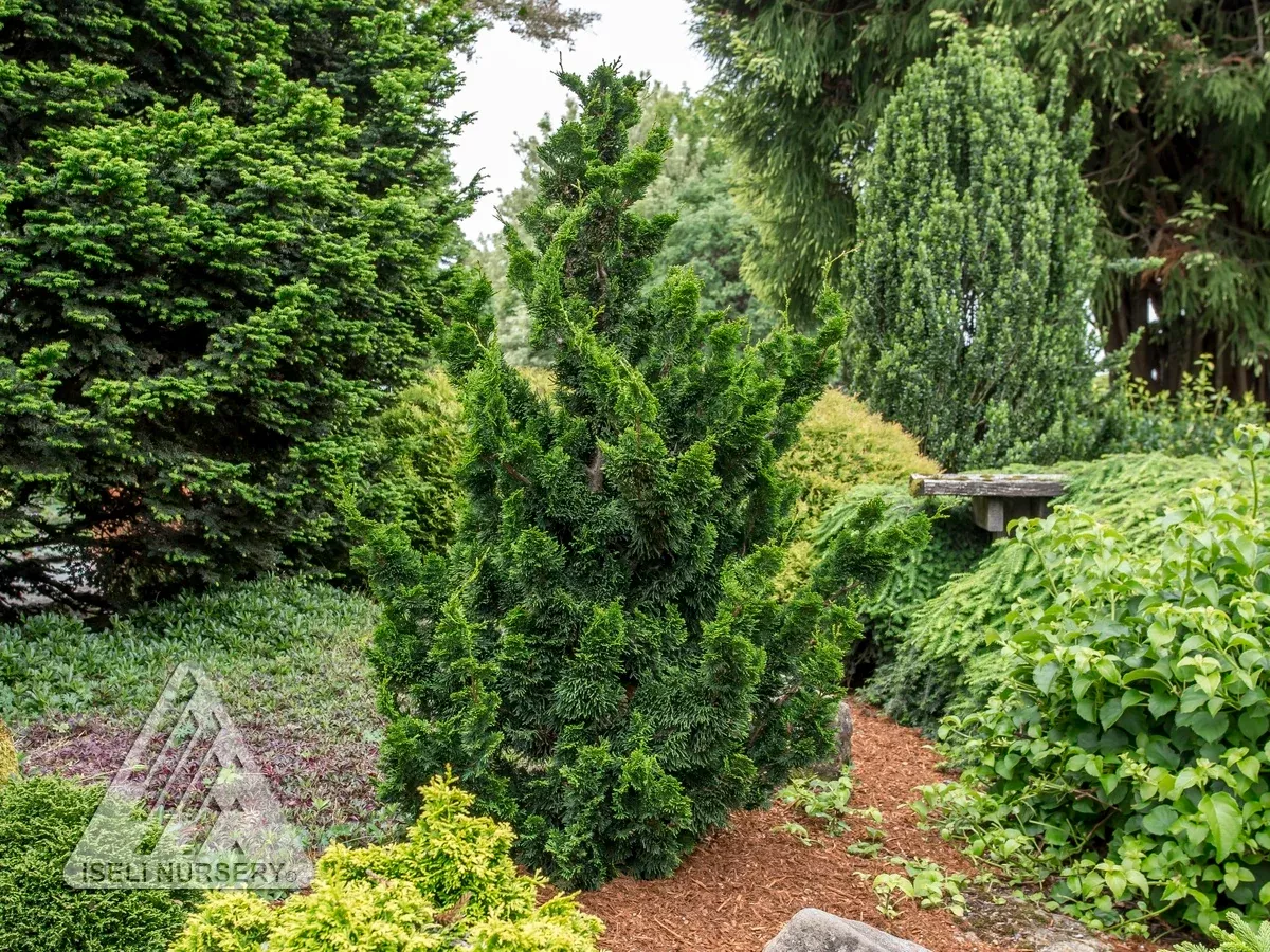 Thoweil Hinoki Falsecypress