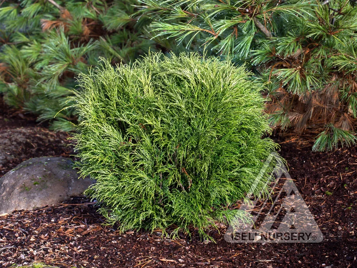 Threadbranch Falsecypress