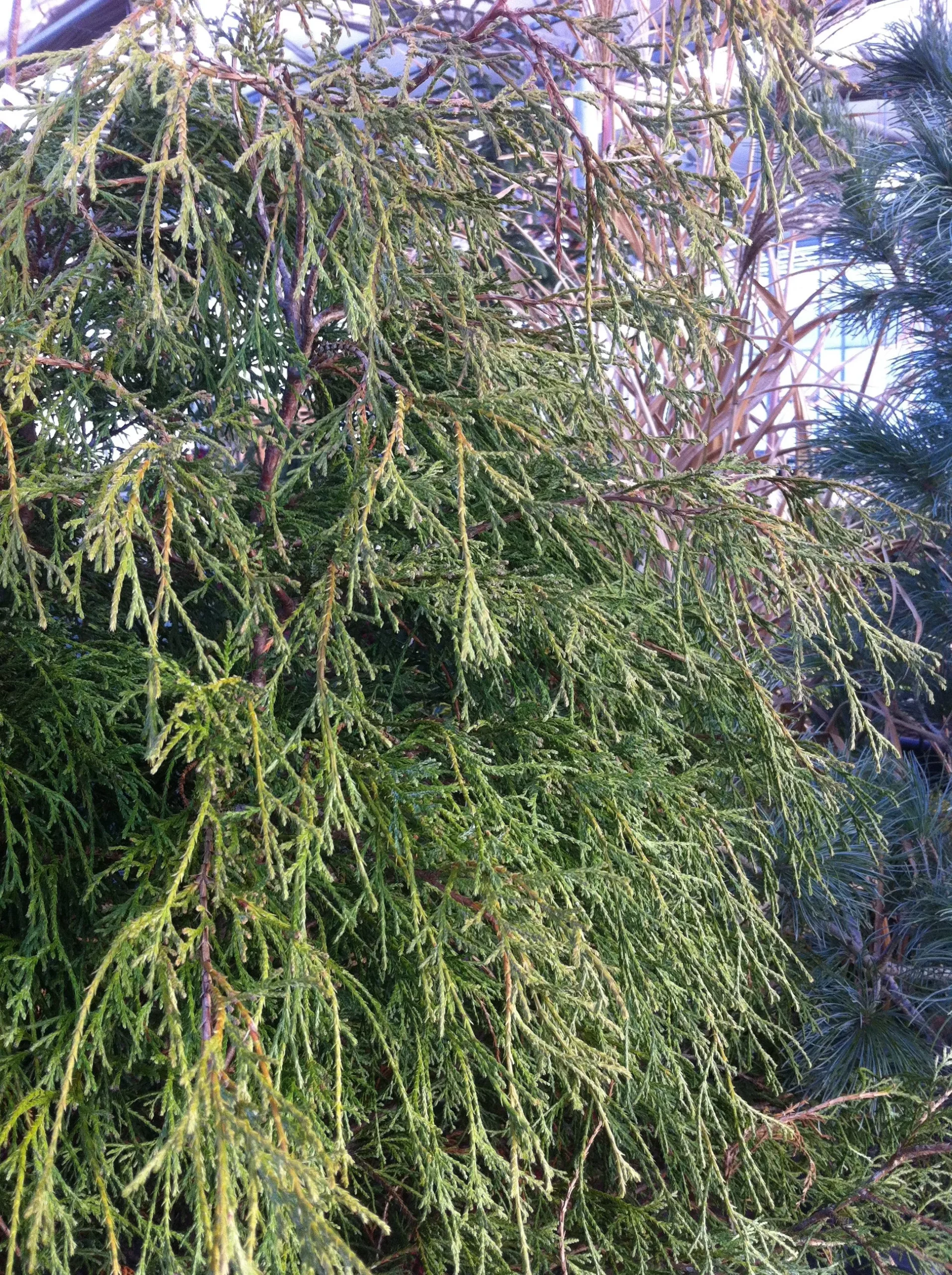 Threadleaf Falsecypress
