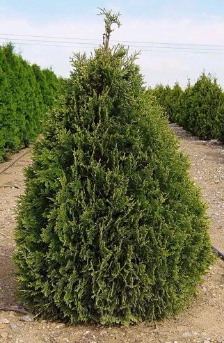 Thuja occ Douglasii Pyramidal 7'