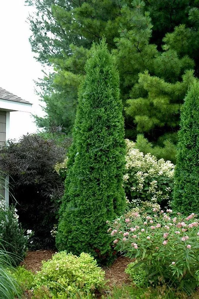 Thuja occ Hetz Wintergreen 6'