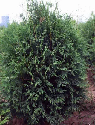 Thuja occ Techny 6'