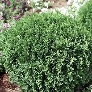 Thuja occ Woodwardii #1