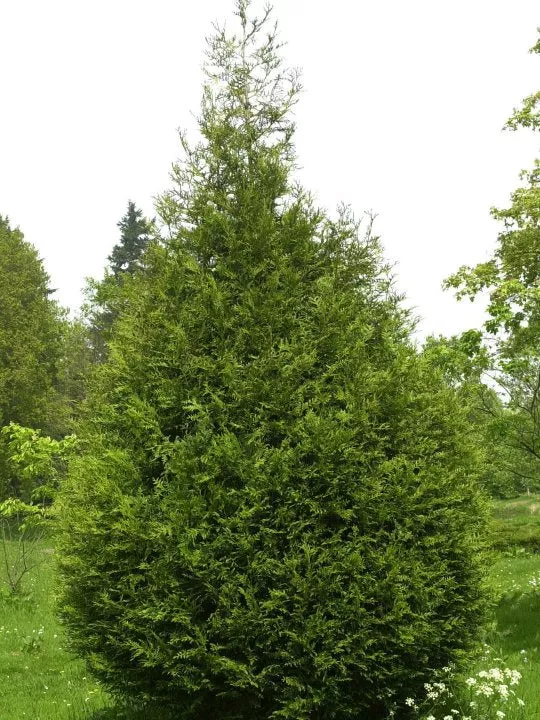 Thuja pli atro(tight) 6'