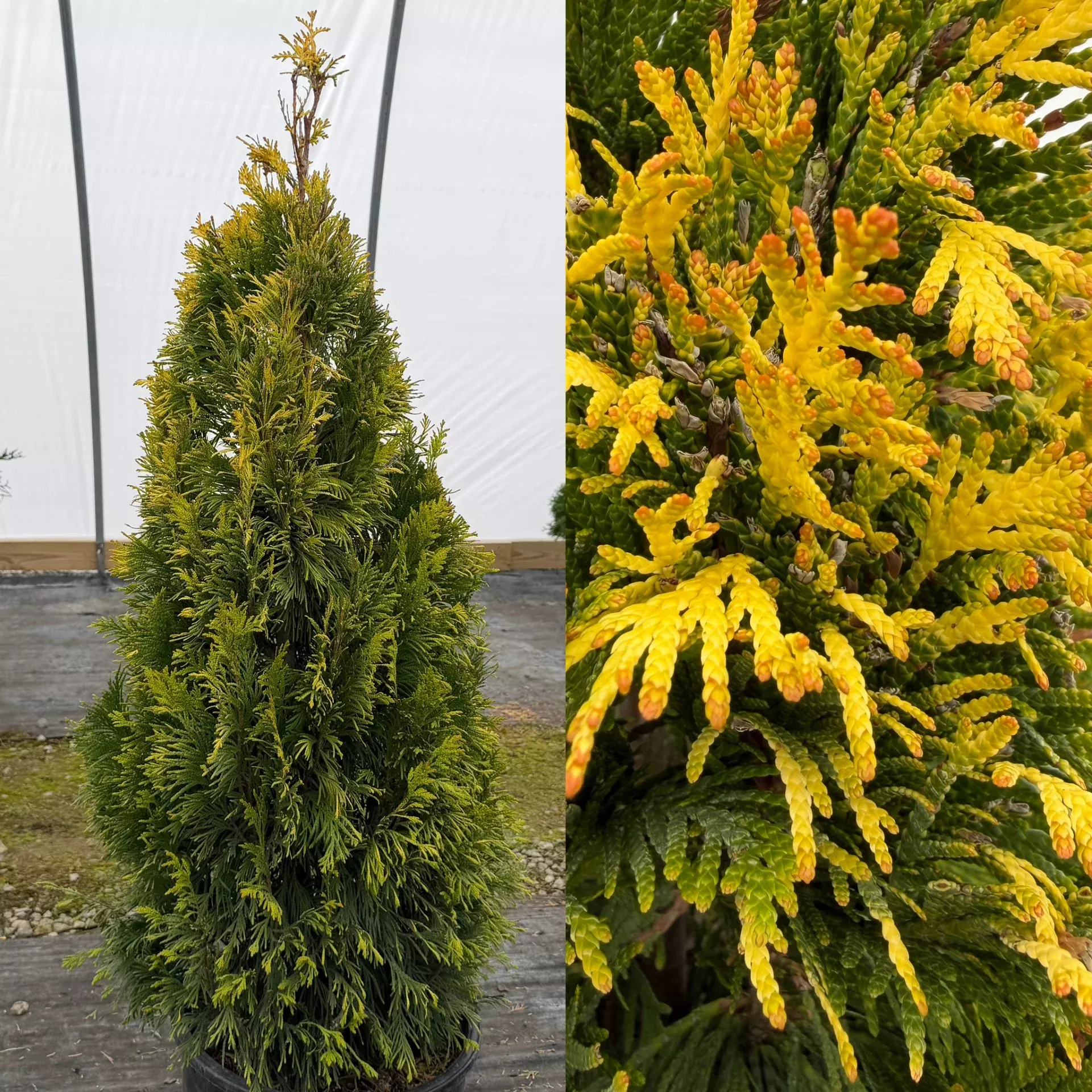 Thuja pli Forever Goldy #6