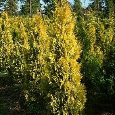 Thuja pli Golden Spire #6