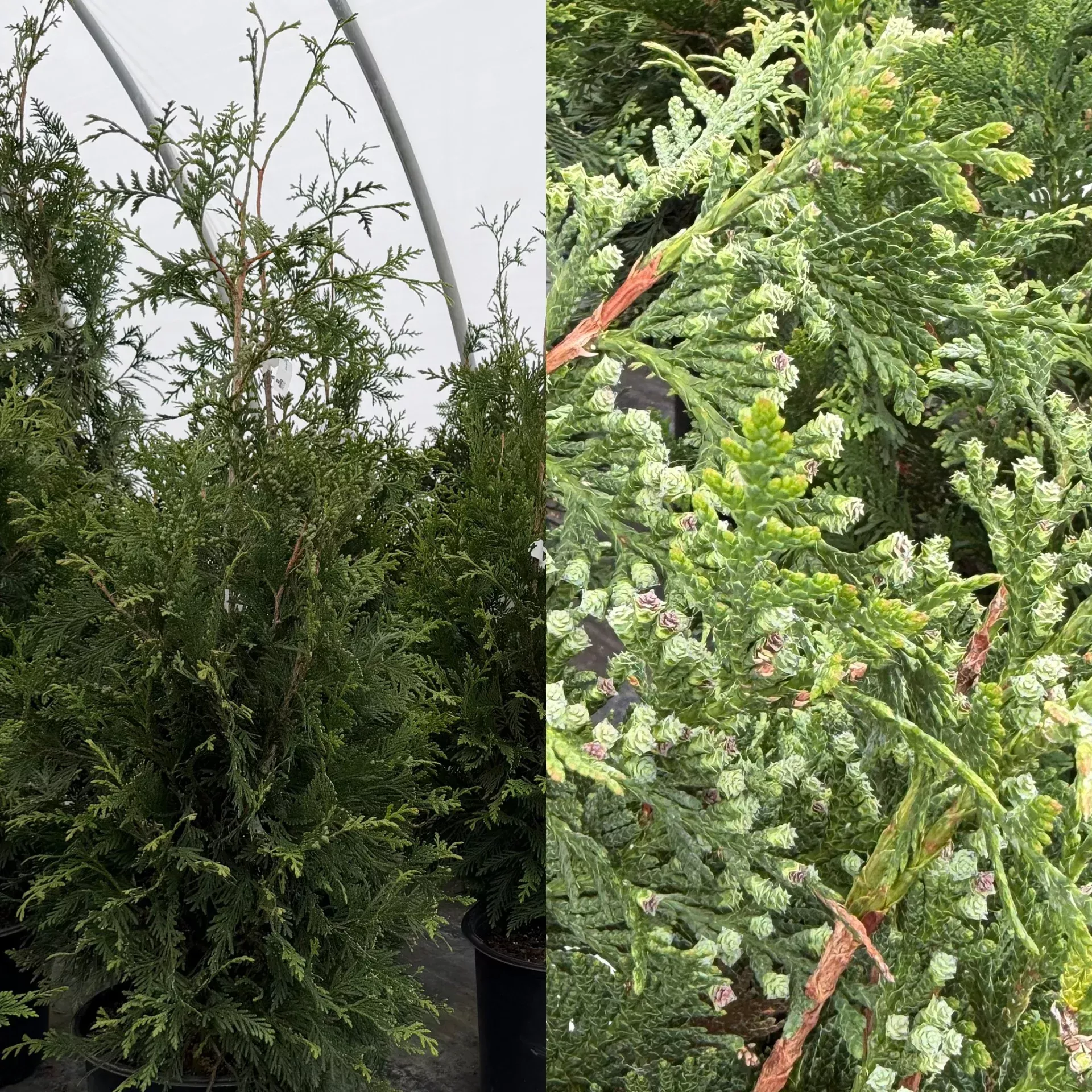 Thuja pli Green Giant 5'