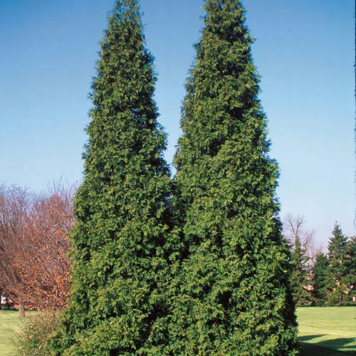 Thuja pli Spring Grove 6'