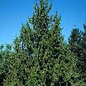 Thuja plicata (loose) 7'