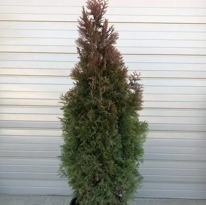 Thuja x Slender Giant #7