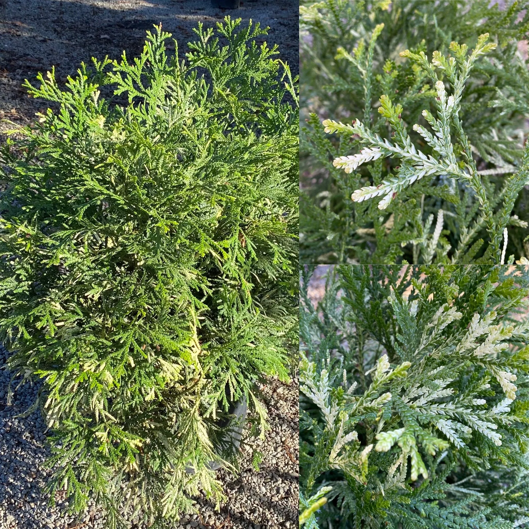 Thujopsis dolabrata variegata #3