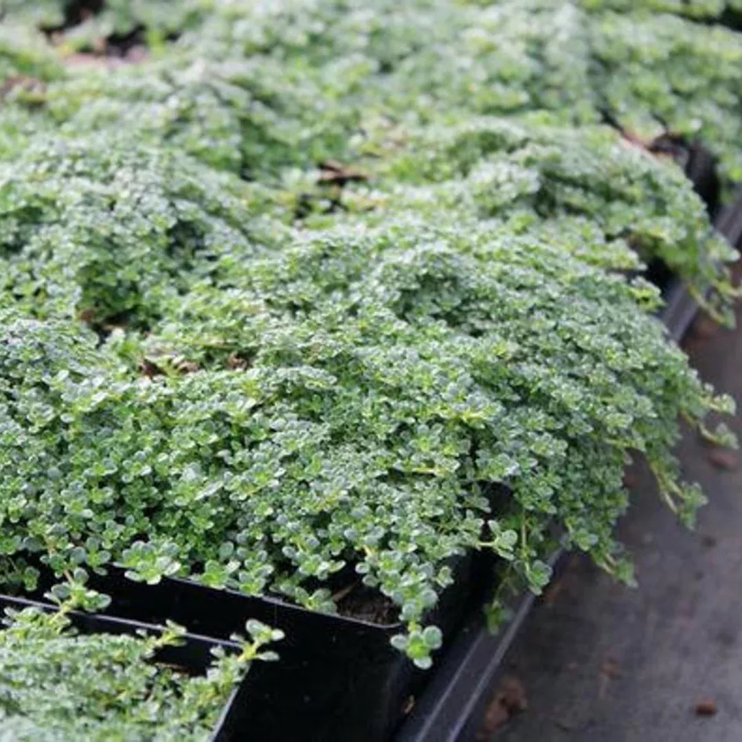 Thymus 'Elfin'