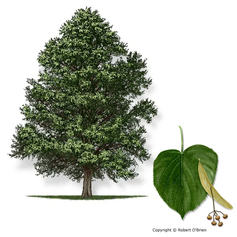 Tilia americana #3