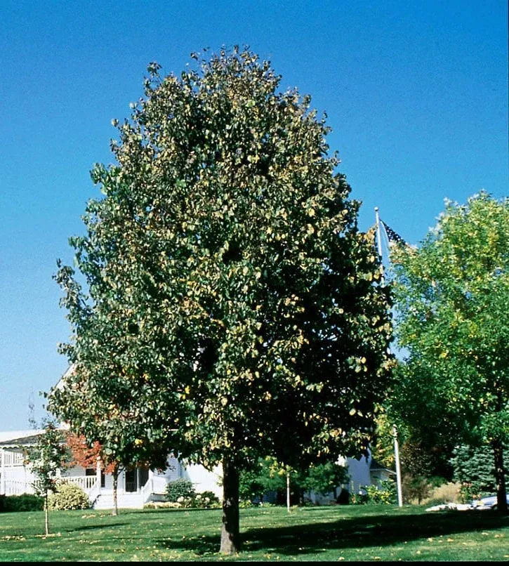 Tilia a Frontyard #15