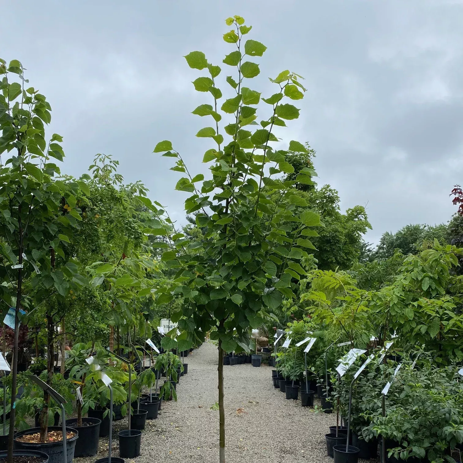 Tilia x Warsaw #15