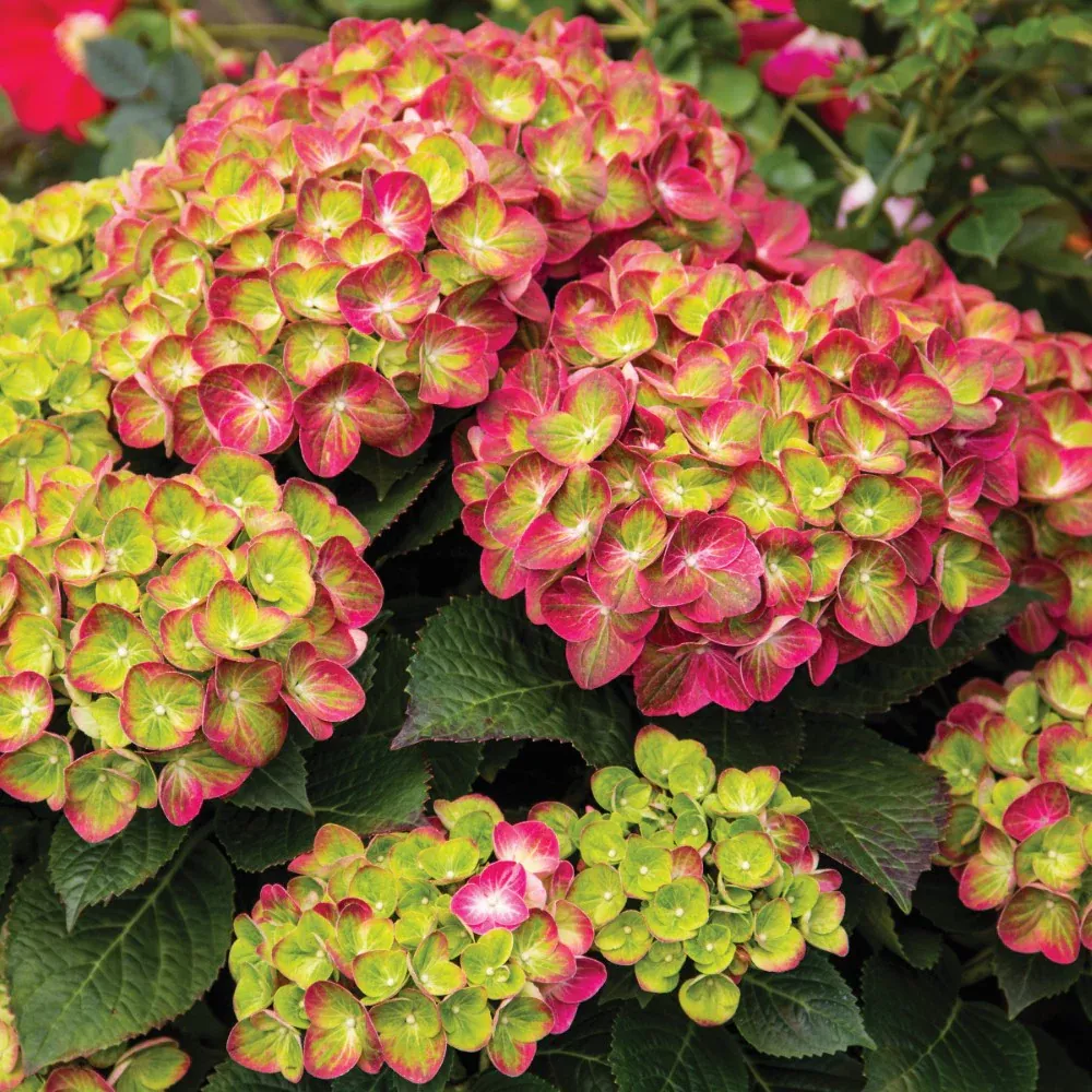 Tilt-A-Swirl Bigleaf Hydrangea