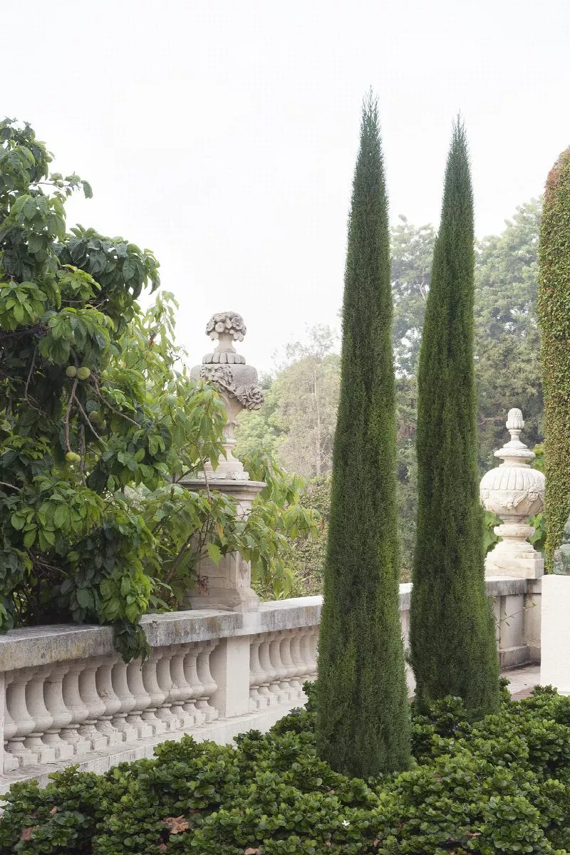 Tiny Tower Italian Cypress