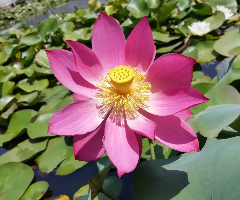 Titan - Lotus