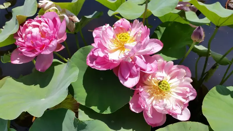 Titanic - Lotus