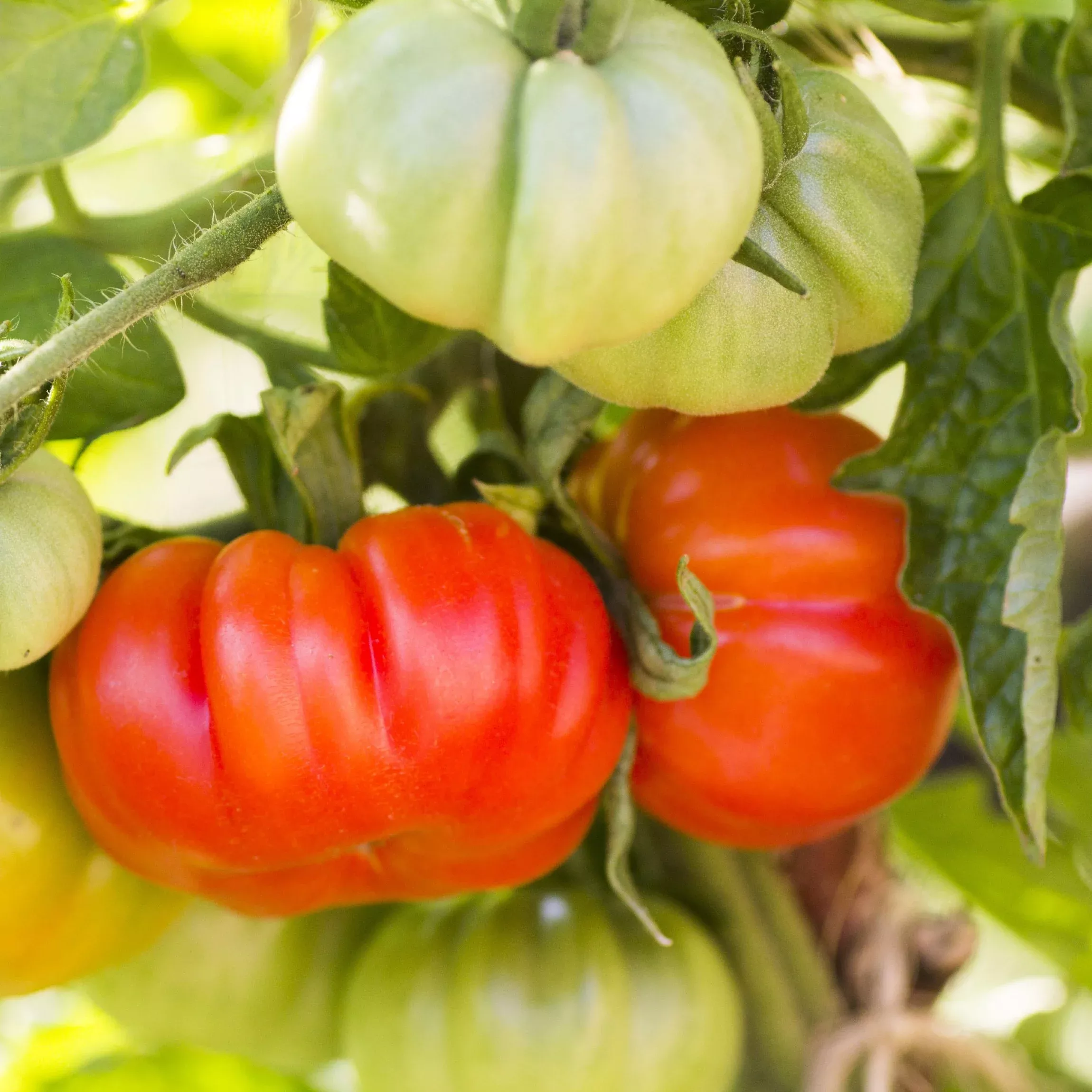 Tomato - Beefmaster 2 Pack