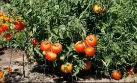 Tomato Mix