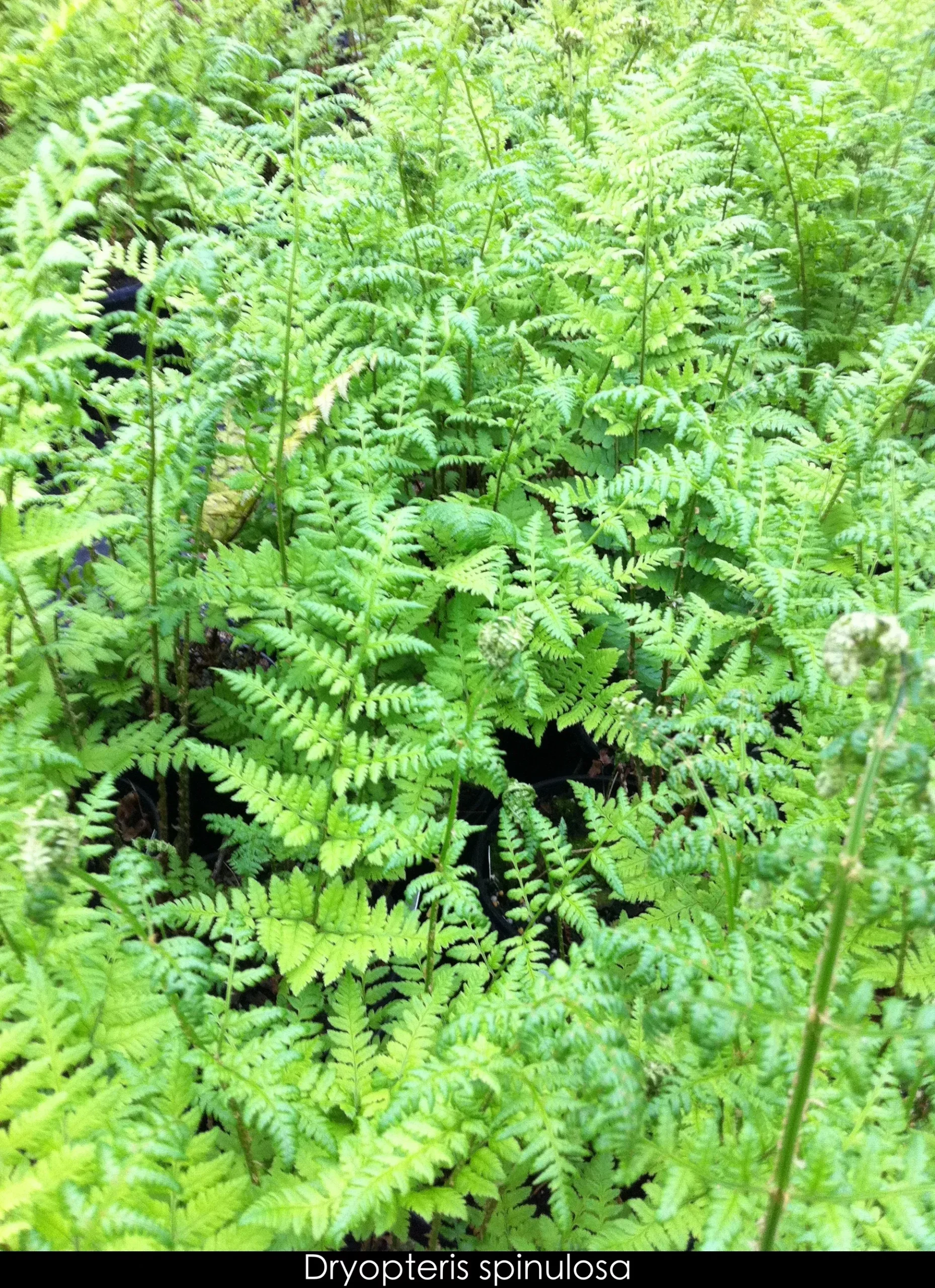 Toothed Wood Fern