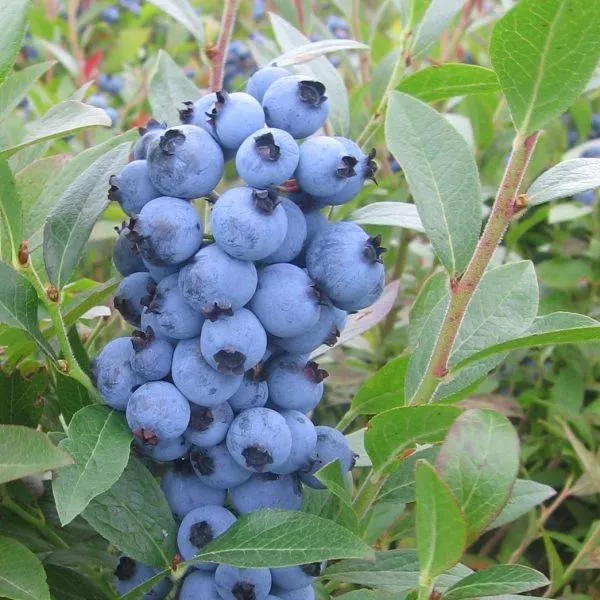 Top Hat Blueberry