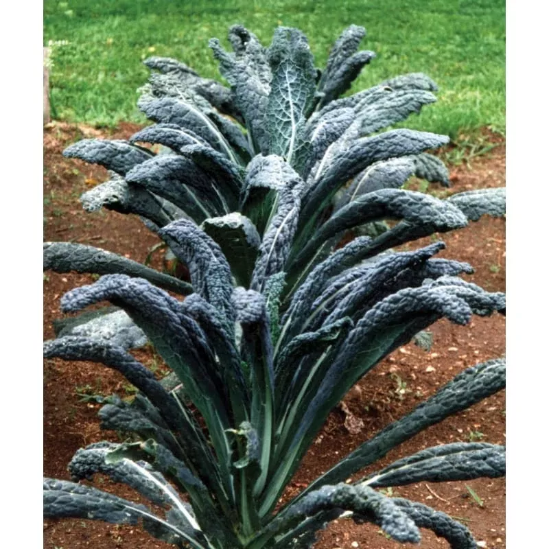 Toscana kale