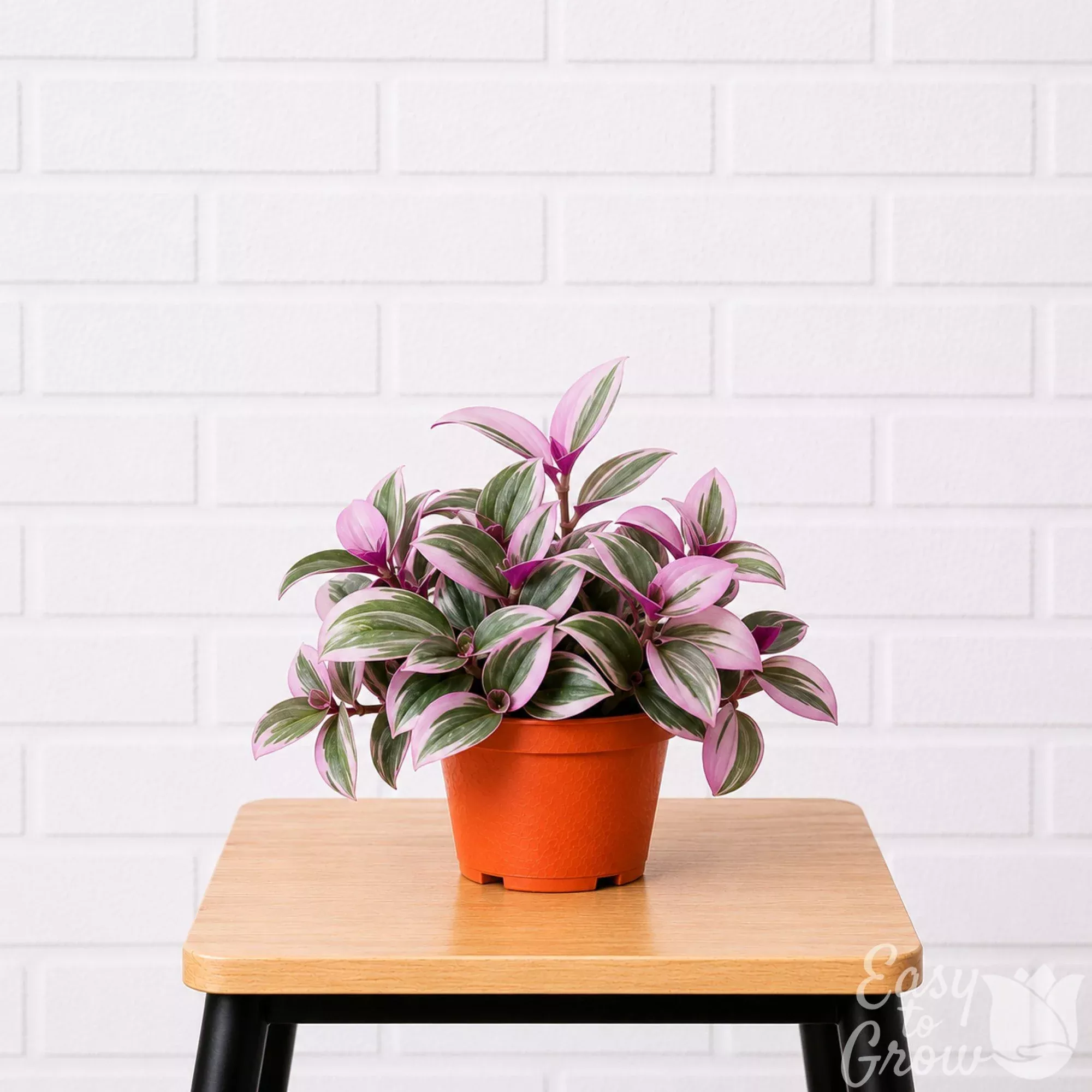 Tradescantia Bubblegum Potted Houseplant