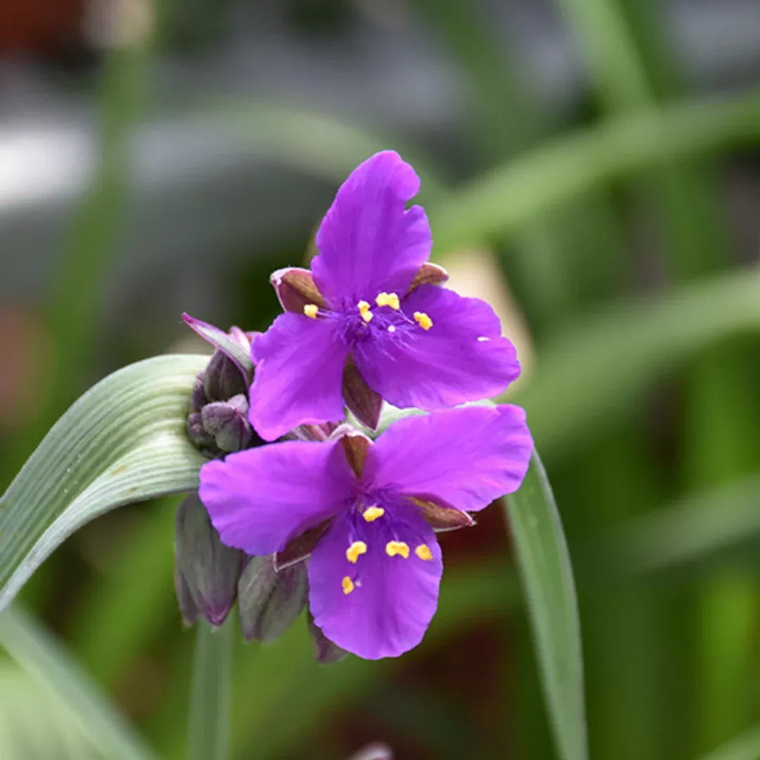 Tradescantia 'Concord Grape'