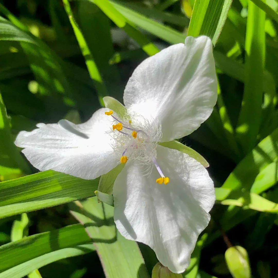 Tradescantia 'Innocence'