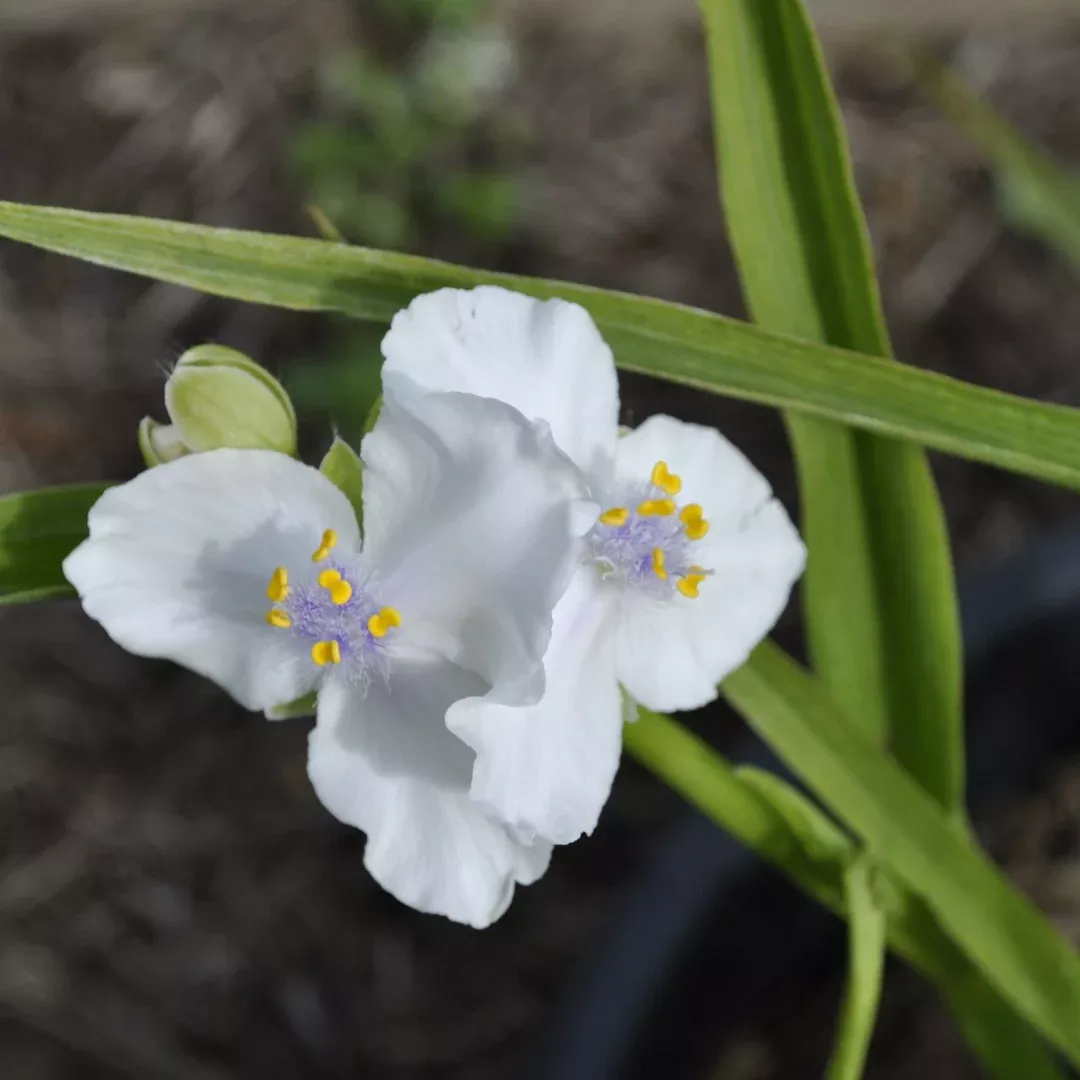 Tradescantia 'Little Doll'