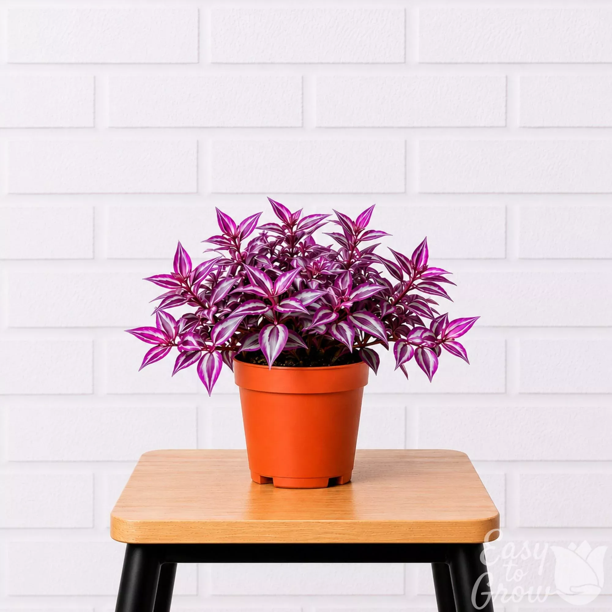 Tradescantia Pink Paradise Potted Houseplant