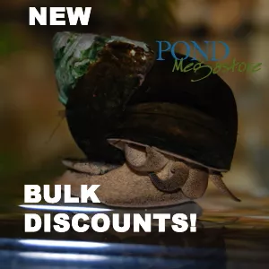 Trapdoor Pond Snails(Bulk Quantity 50 or more) From the fishery