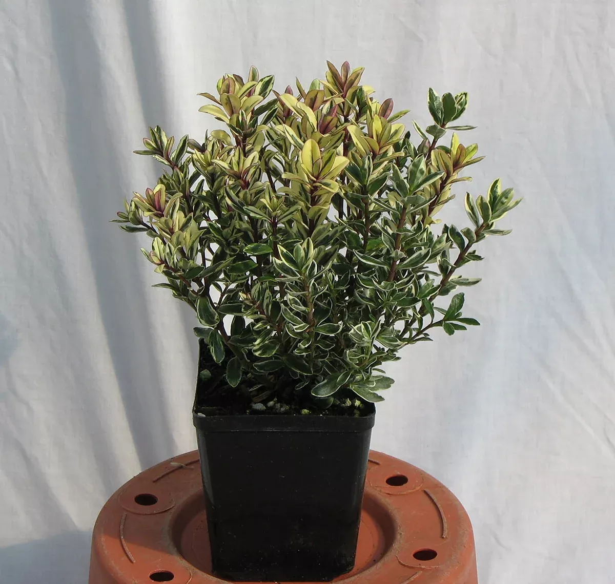 'Tricolor' Hebe - Variegated