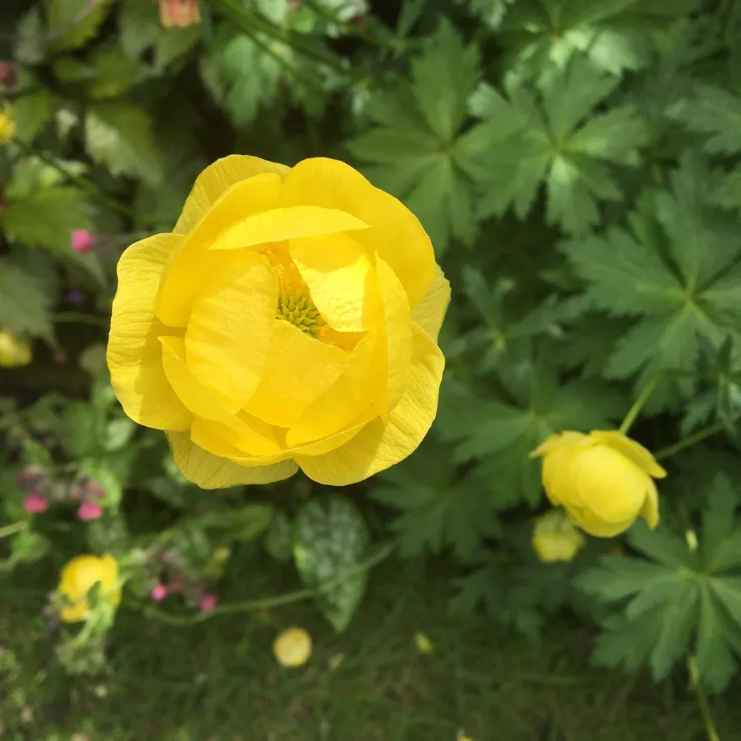 Trollius 'Lemon Supreme'