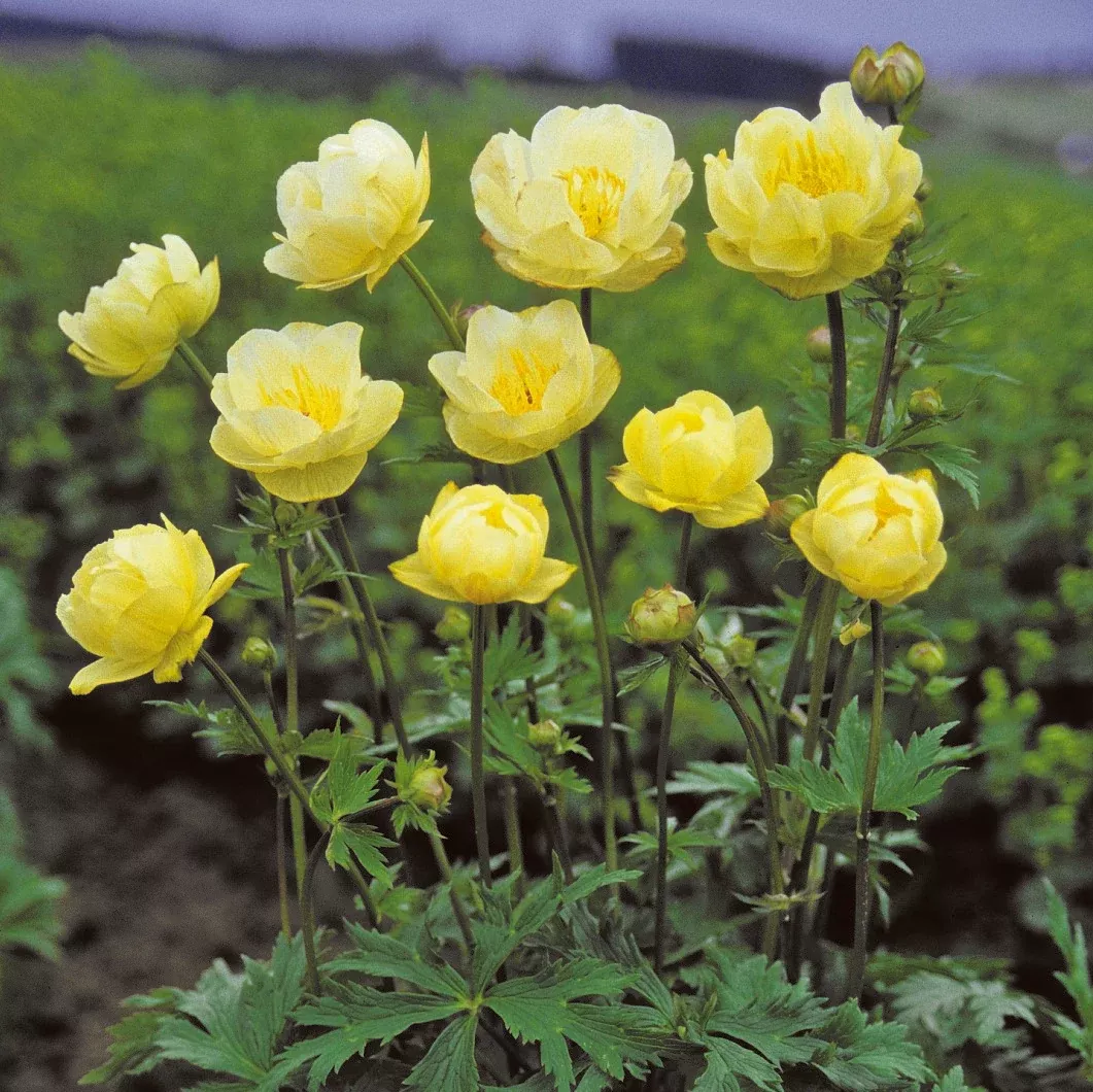 Trollius - New Moon