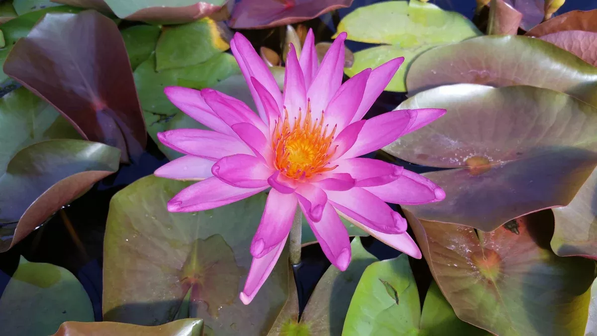 Tropic Star (Hybrid) Hardy-Tropical Lily