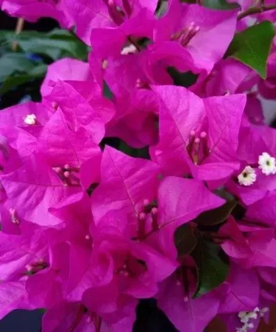 Tropical Splash Bougainvillea