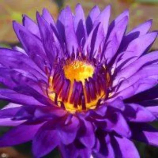 Tropical water lilies - Requires special order