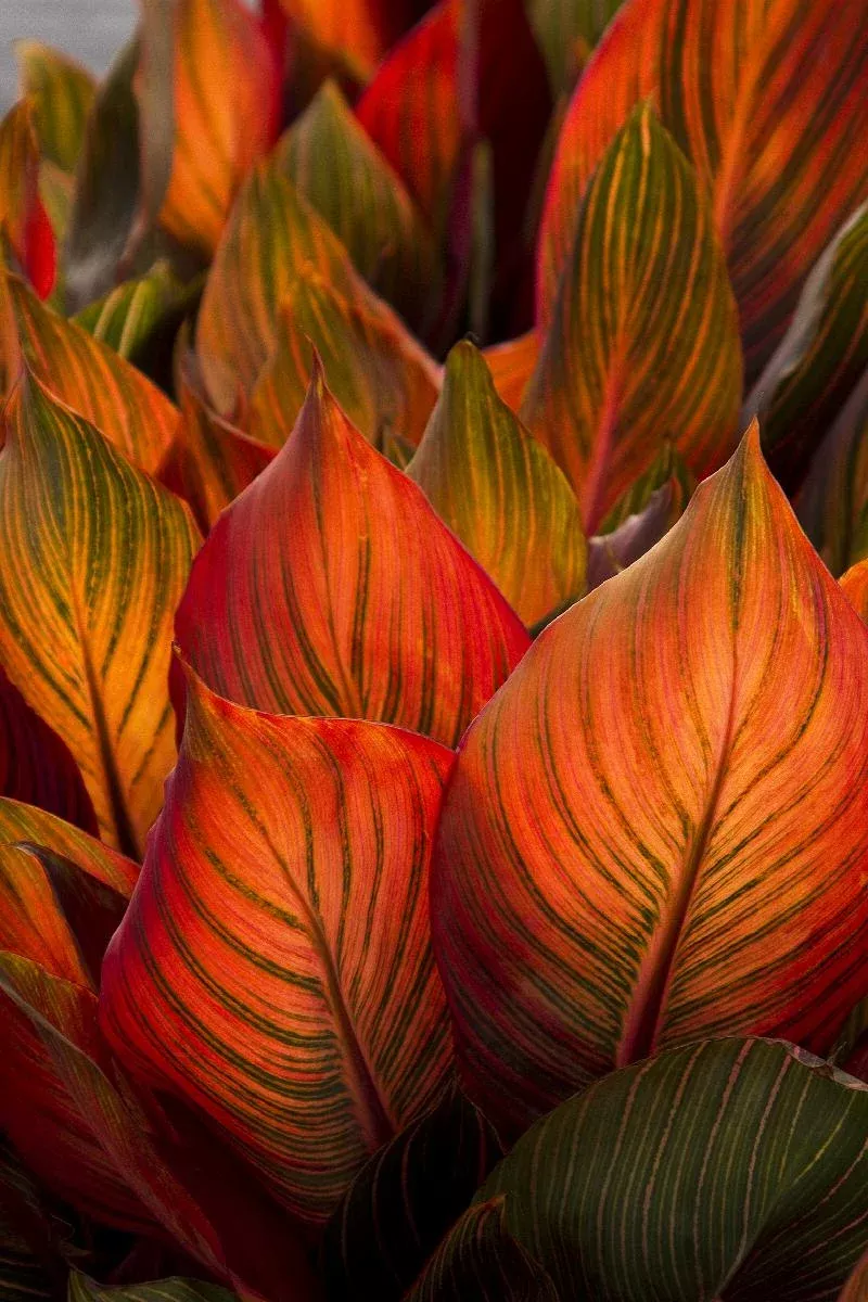 Tropicanna Canna