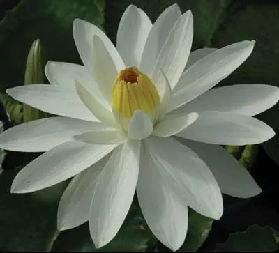 Trudy Slocum- Night Blooming Tropical Lily