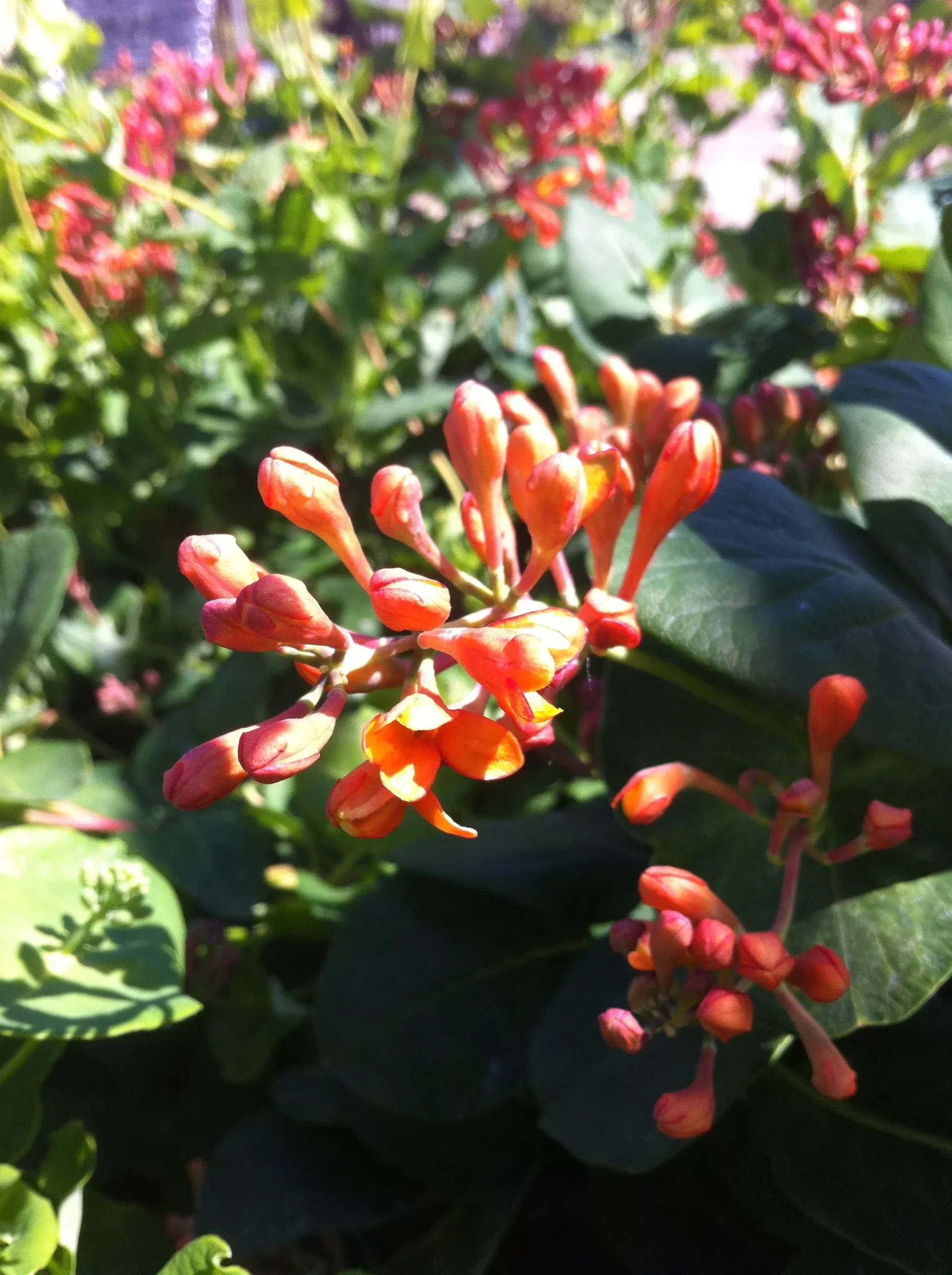 Trumpet Honeysuckle