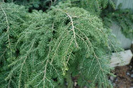 Tsuga can Gracilis #3